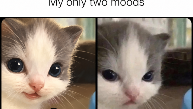 notai