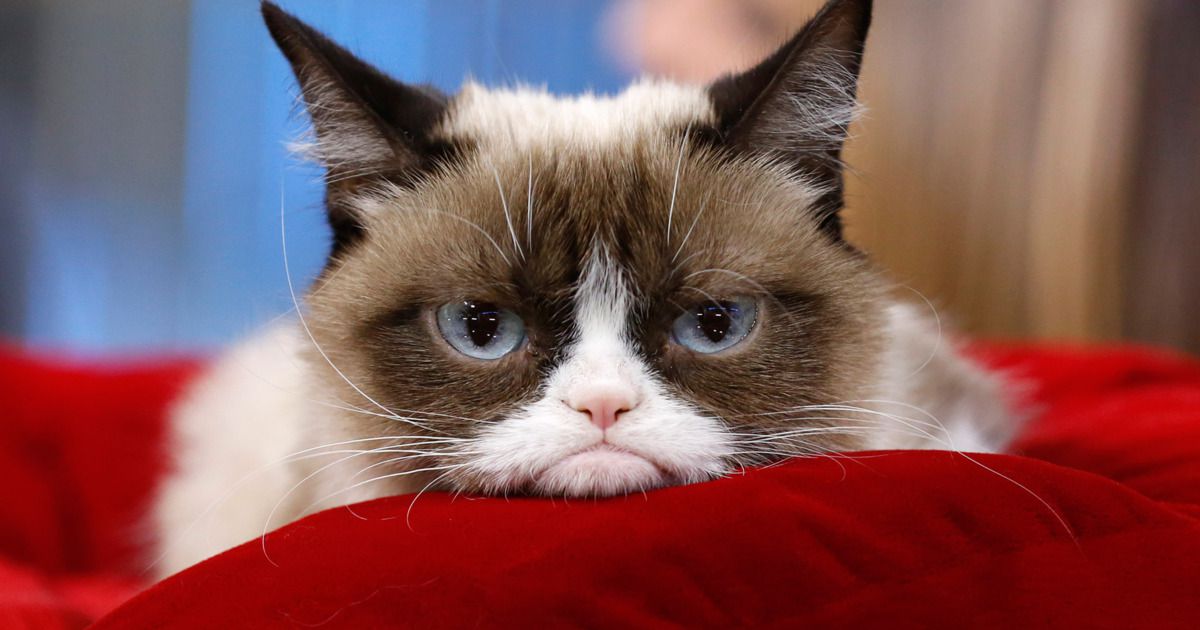 Котик расстроен скорбордом grumpy